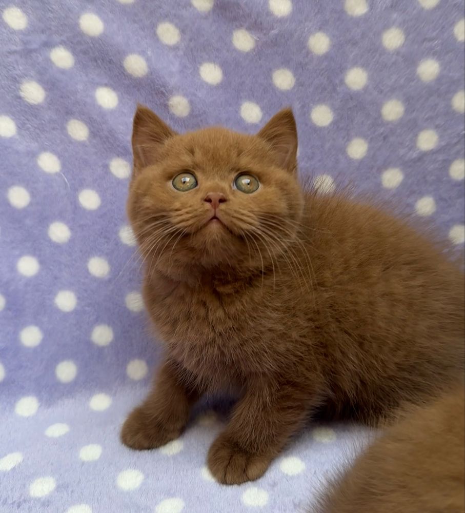 British shorthair cinnamon