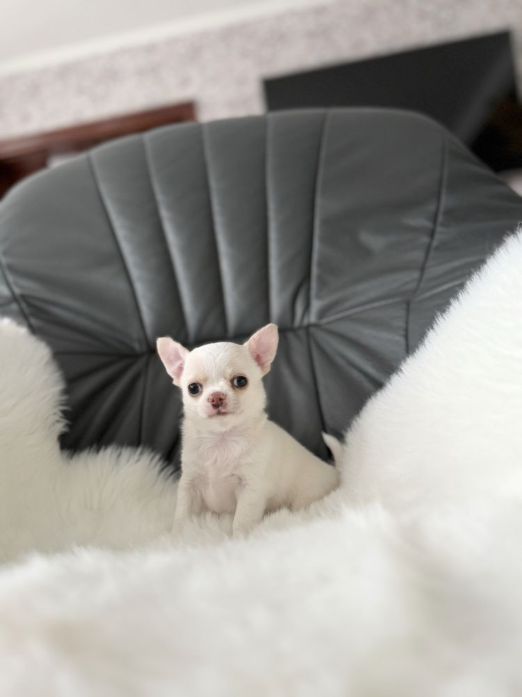 Chihuahua piesek krotkowlosy zkwp/fci