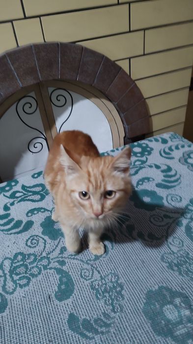 Рыжий котенок в добрые руки