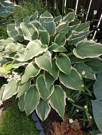 Hosty hosta funkia Twilight’