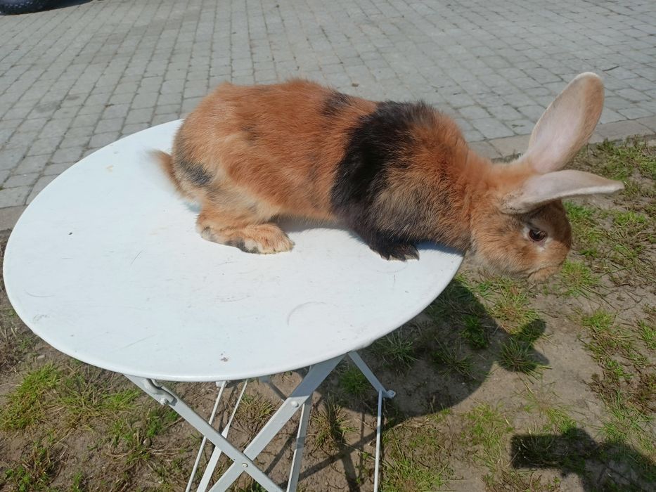 Króliki japońskie