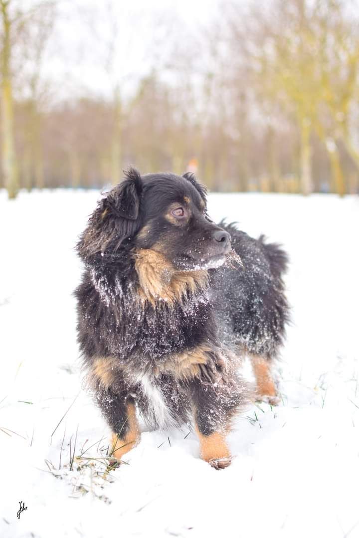 Uroczy Piesek, uwielbiający pieszczoty szuka domu!