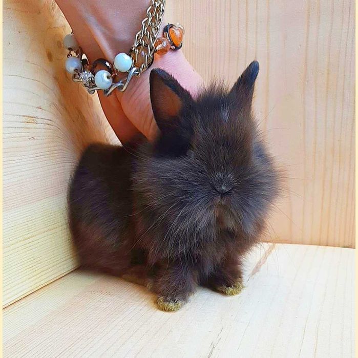 Карликовые мини кролики,карликовый мини кролик,карликовий міні кролик,