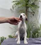 Whippet samiec do odbioru Revirado FCI ZKwP