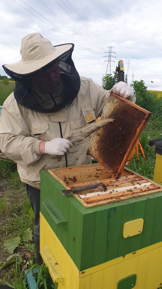 Miód z właśnie pasieki 1 kg