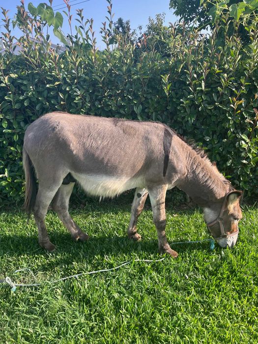 Burro de cor castanha 3 anos, com chip, "Taco"