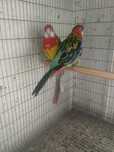 Casal roselas omnicolores
