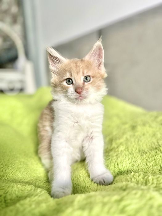 Kocurek Maine Coon „HIRO” e0922 FPL/FIFE – klasyczny kremowy z bielą