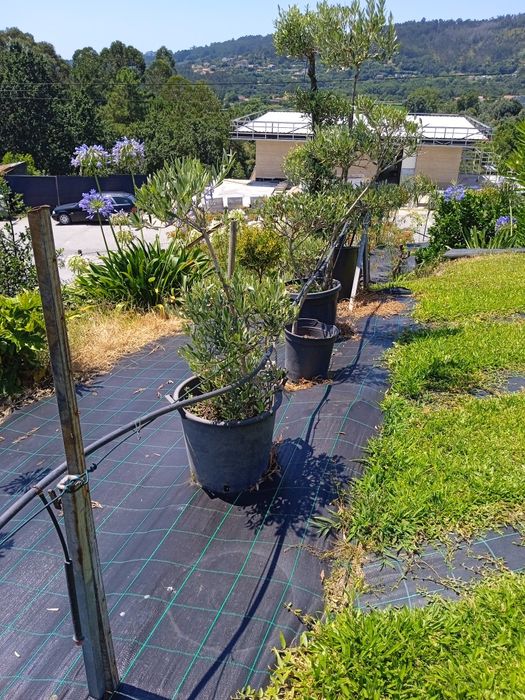 Coqueiros (2.80 a 3m)/Oliveiras vários tamanhos e preços