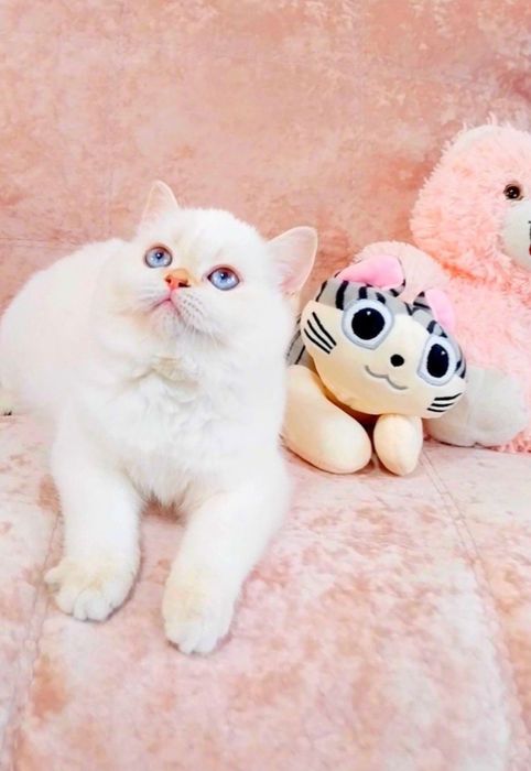 Неймовірна красуня дівчинка шиншилка