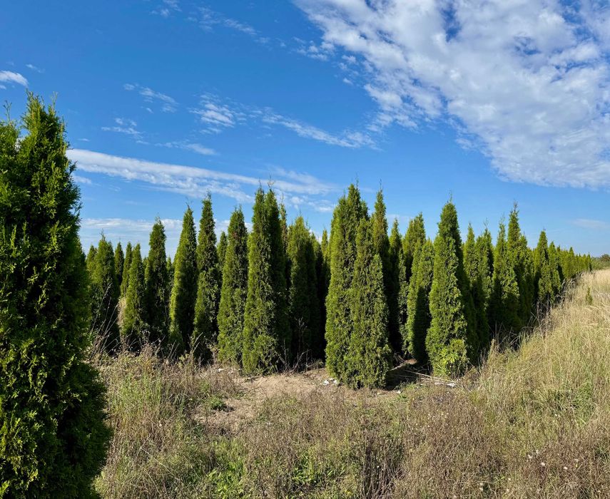 Tuje szmaragd plantacja - sprzedam całość lub część
