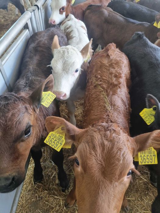 sprzedaz cieląt Pniewy