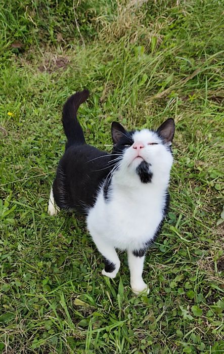 Kot szuka DOMU, Edzio kot w potrzebie szuka domu