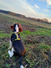 Beagle tricolor BRUNO szuka domu