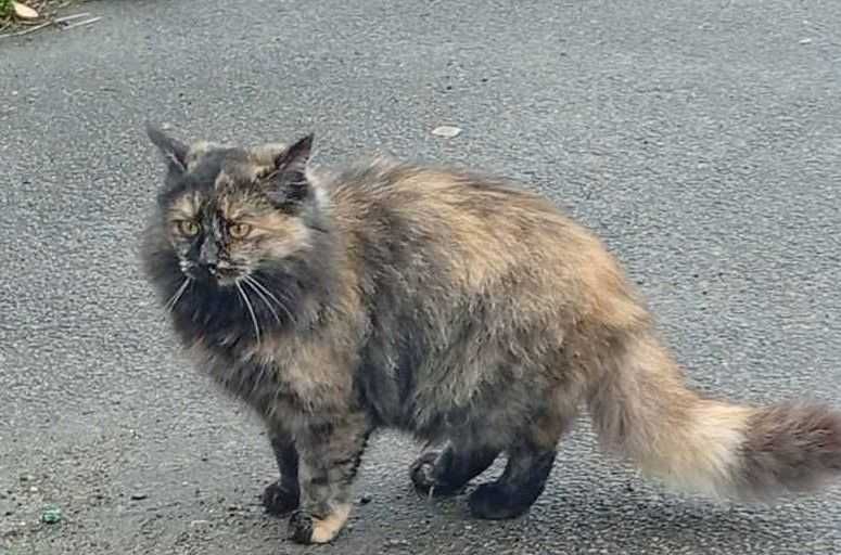 Молоденькі кішечки в добрі руки.
