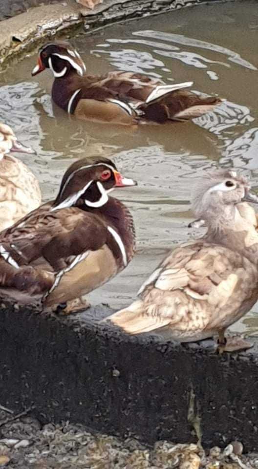 Patos  gansos perus garnizas