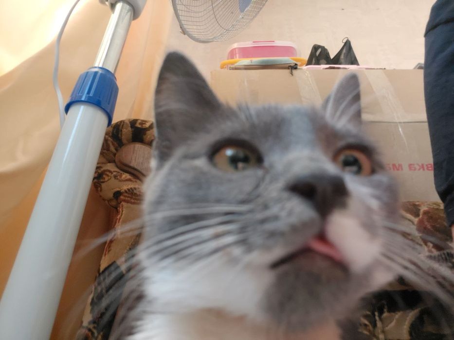 терміново кошеня в хороші руки