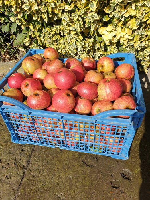 Продаю яблука зі свого саду