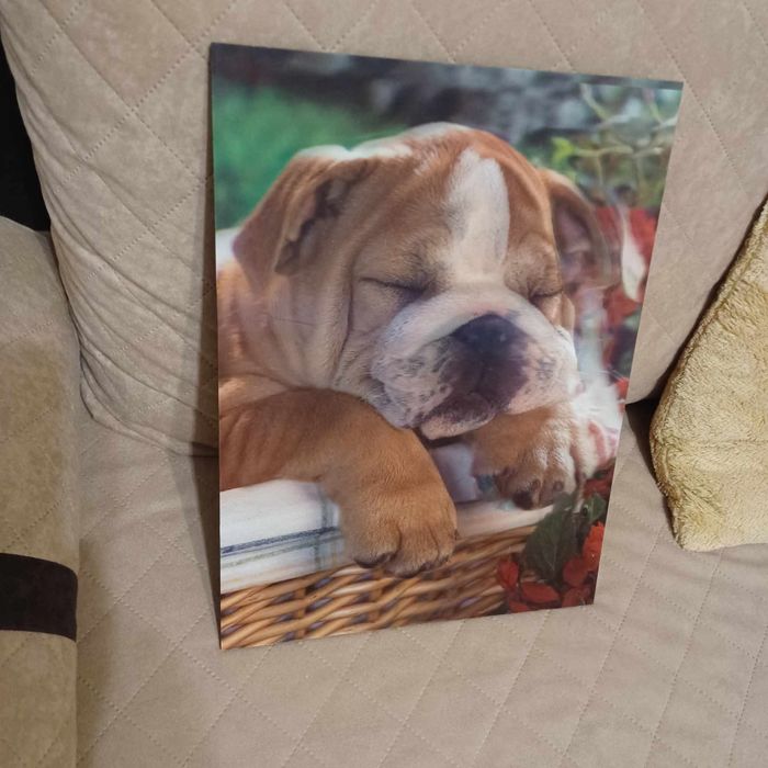 Obraz psa z efektem 3D