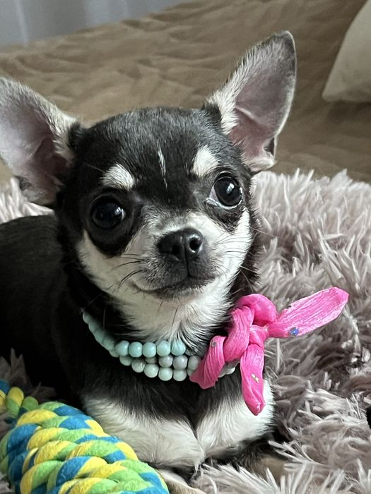 Cudowna suczka niebiesko podpalana do odbioru