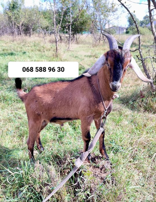 Англо-Нубійський цап, козел