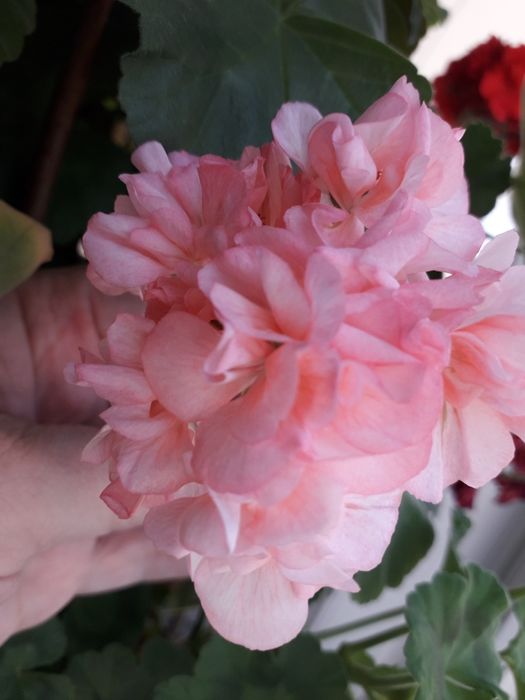 Пеларгония махровая герань