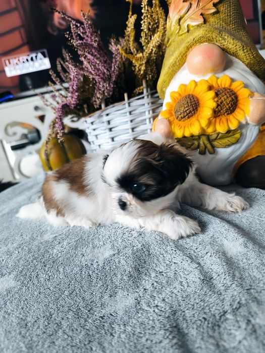 Piękna suczka shih tzu rodowód 4 pokoleniowy zhpr wyprawka chip umowa
