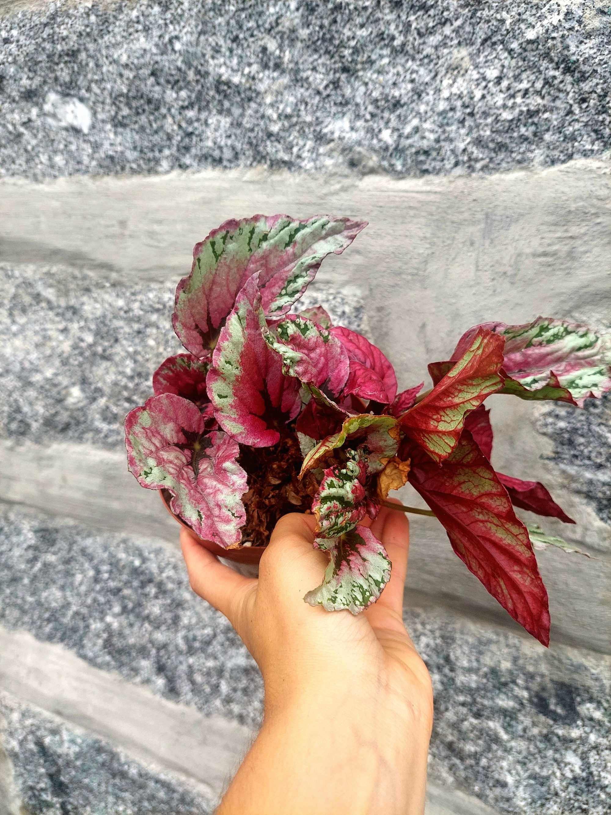 Planta Begonia Pink