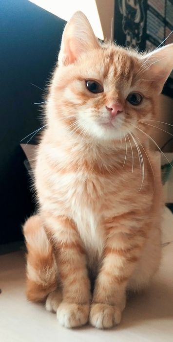 Котик рижий золотий скоріш страйт