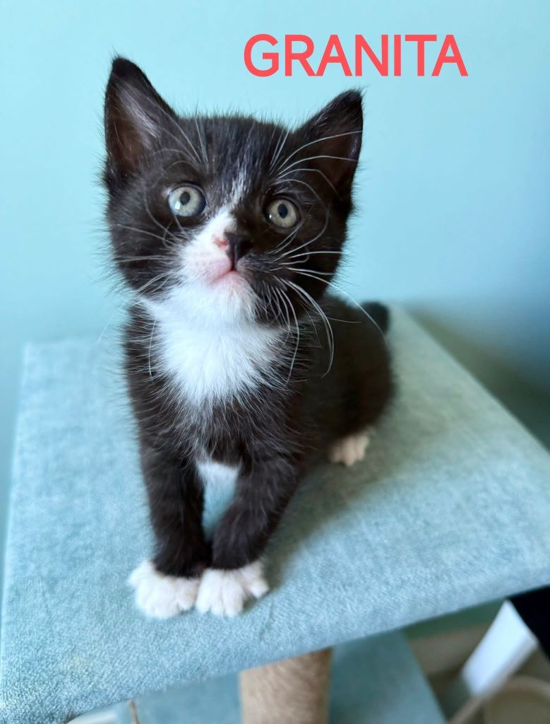 Fantazja, Granita i Kassata kochane kociaki do adopcji