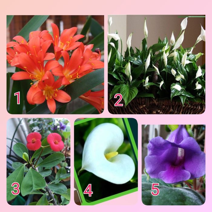 Тидеи 2 сорта; калла белая спатифиллум; кливия; молочай Миля глоксиния