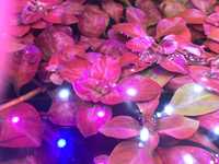 Ludwigia repens red ładna spora ilosc