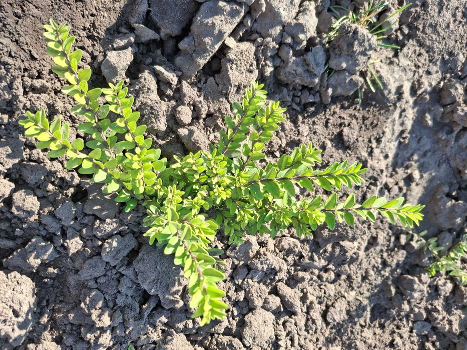 Продам садові декоративні рослини