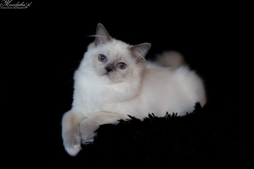 Ragdoll, przepiękna koteczka blue mitted z prawdziwym rodowodem FPL