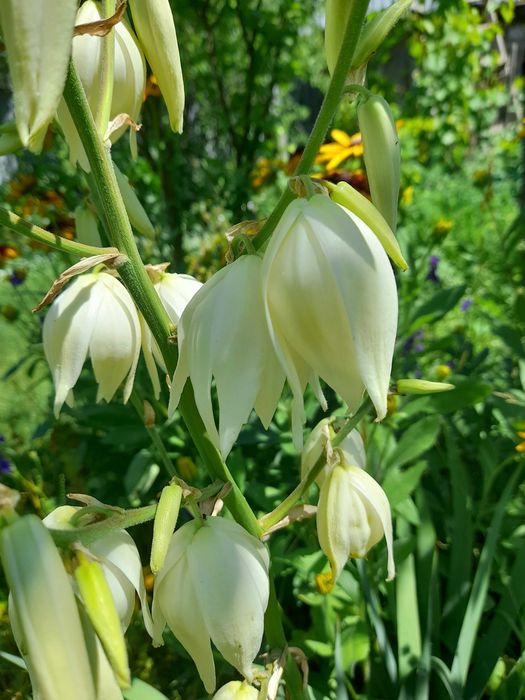 Продам садовую Юкку и другие растения