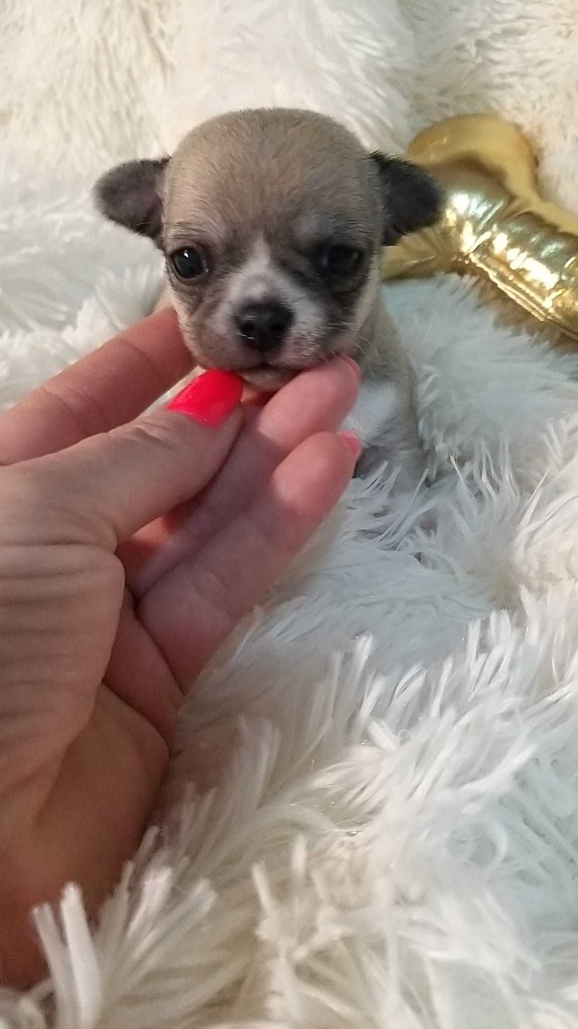 Chihuahua malutki chłopczyk