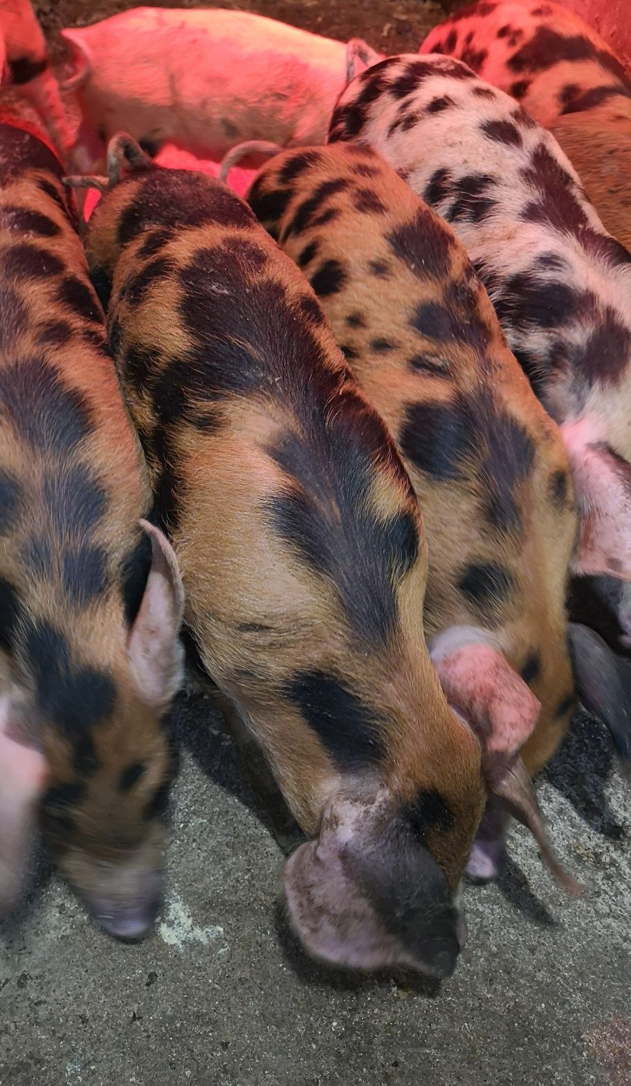 Leitão Malhado de Alcobaça cruzado com Duroc