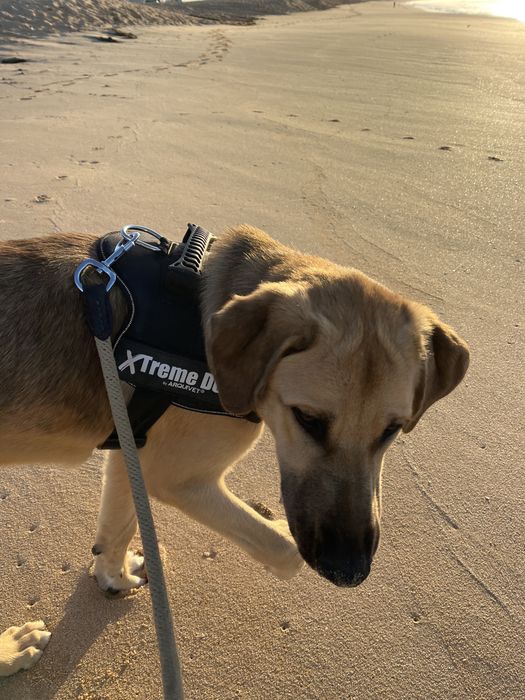 Cao Pastor alemao x Serra da estrela