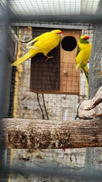 Para cedência Kakarikis e Caturras
