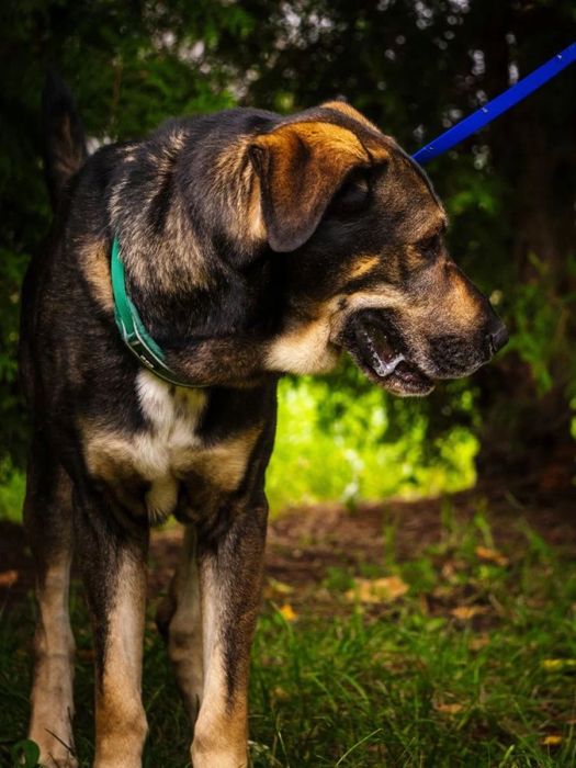 4 letni Wulkan - owczarek środkowoazjatycki do adopcji