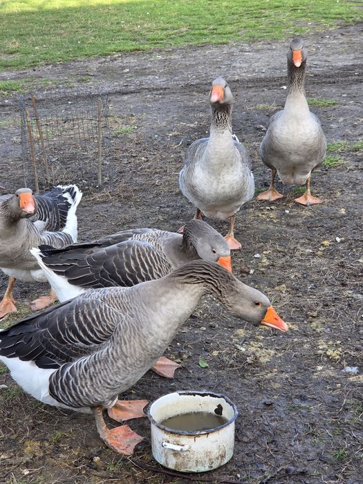 Sprzedam gęsi domowe