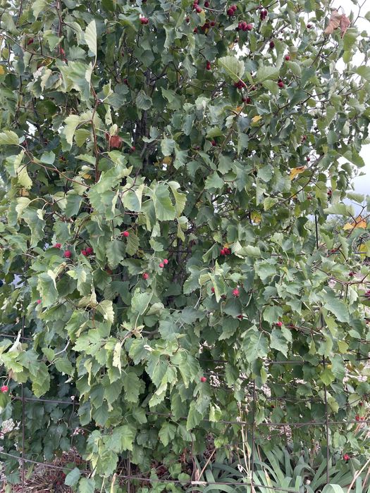 Срочно!!!Дача біля Заречного  в коперативі «Медика»  (світло та вода )