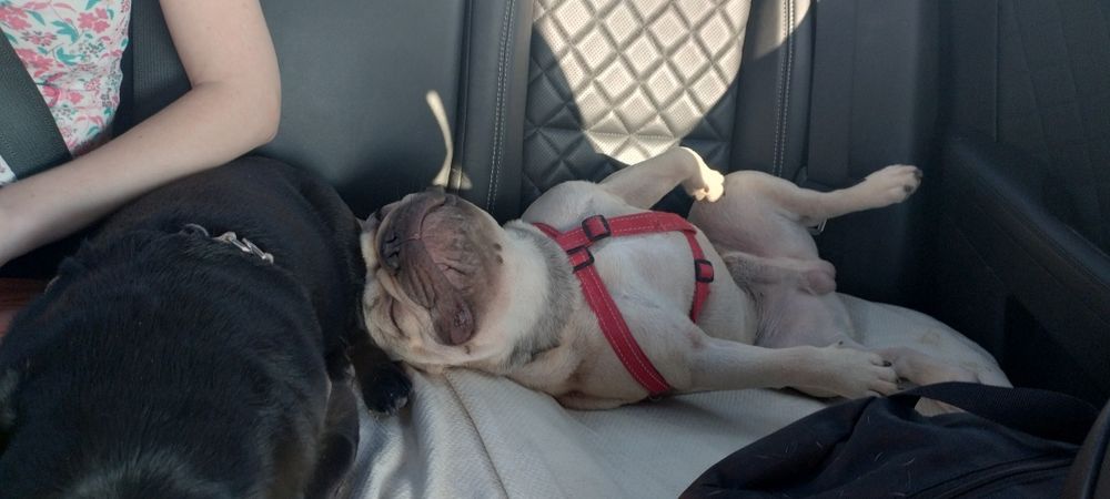 Вязка-Француз блондин.(мальчик)