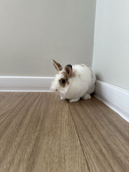 Oddam krolika miniaturke 7 miesiecznego