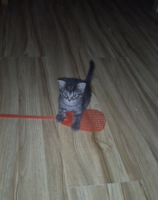 Mam do oddania małego kotka szary kotek