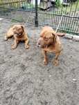 Sprzedam parę dog de bordeaux