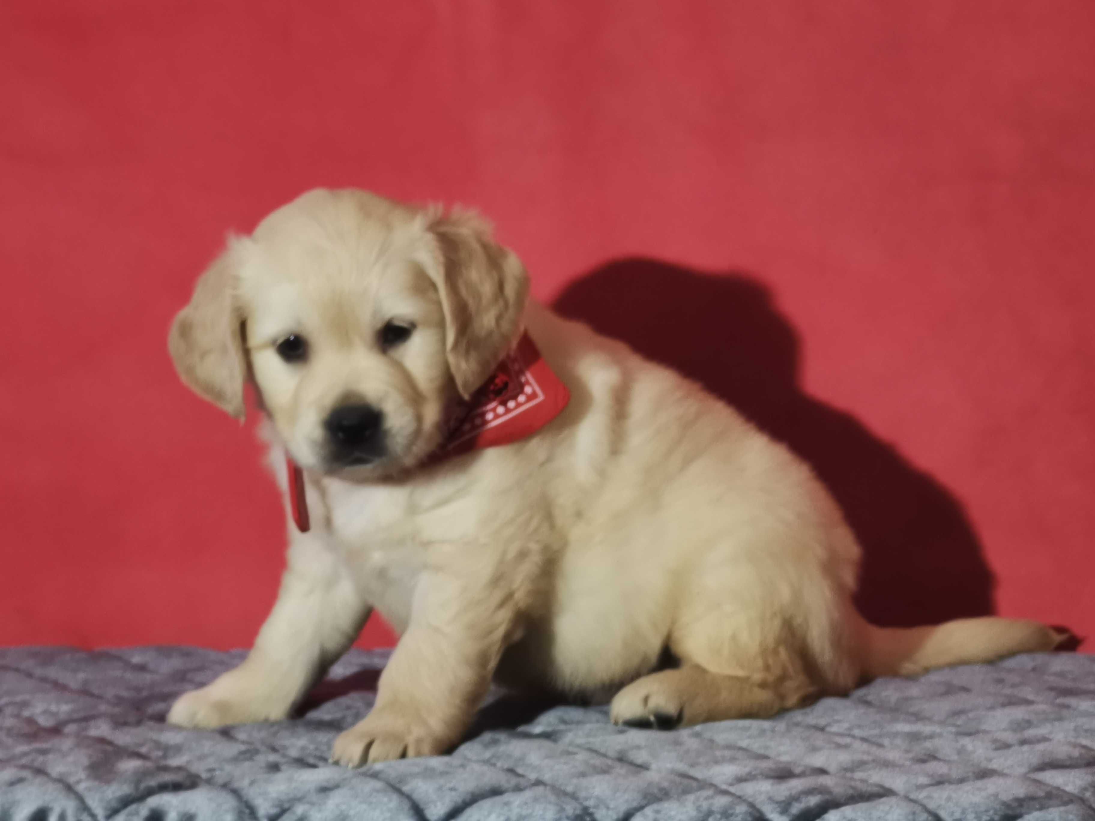 Golden retriever złota suczka