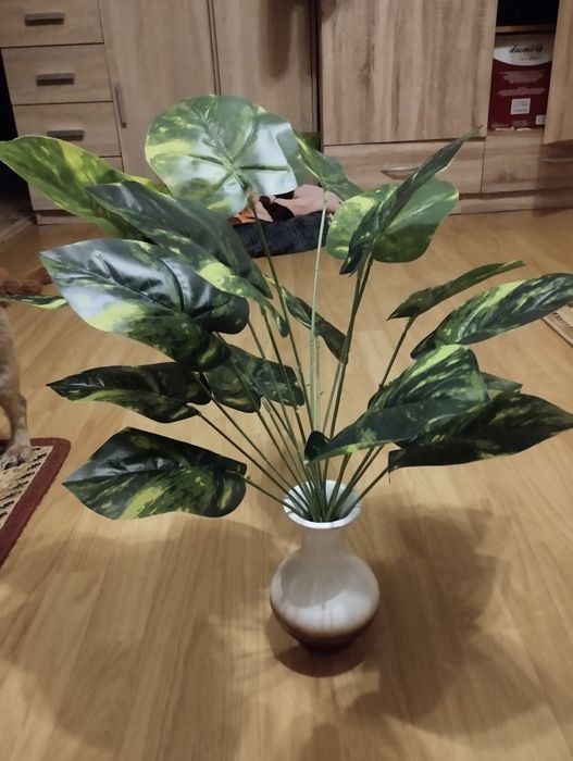 Roślina egzotyczna epipremnum