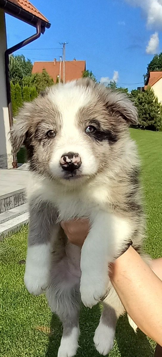 Szczeniak Border collie