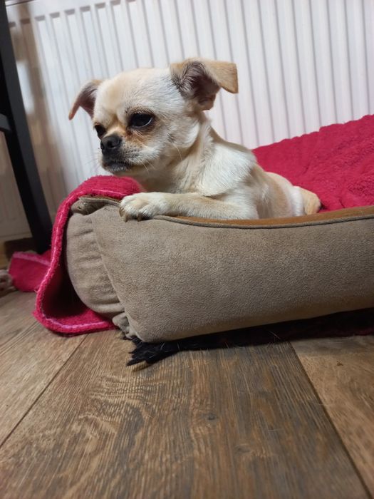 Чихуахуа дівчинка